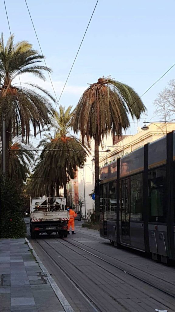 palme tram messina