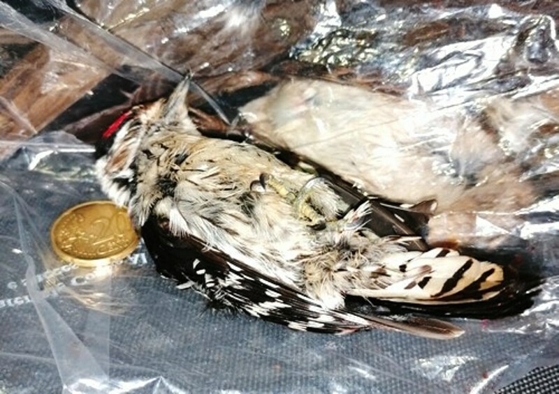 picchio ucciso