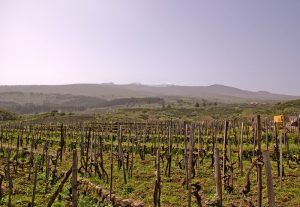vino etna