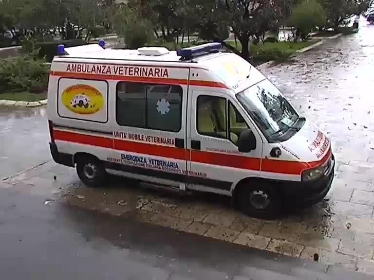 ambulanza veterinaria messina