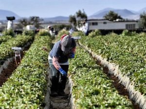 braccianti agricoli