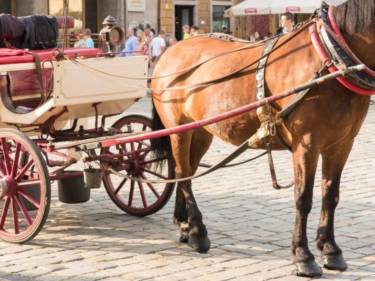 calesse cavallo