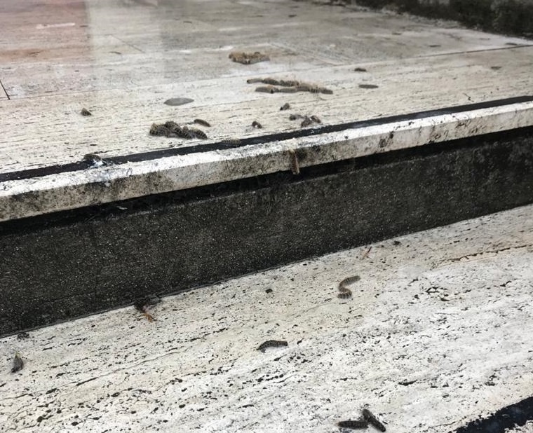 processionaria ospedale riuniti reggio calabria