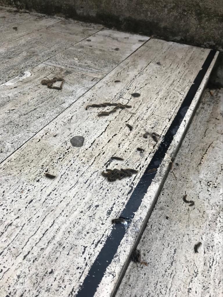 processionaria ospedale riuniti reggio calabria