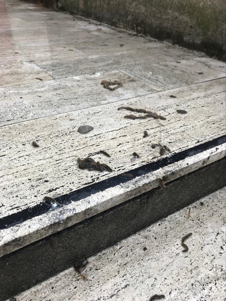 processionaria ospedale riuniti reggio calabria