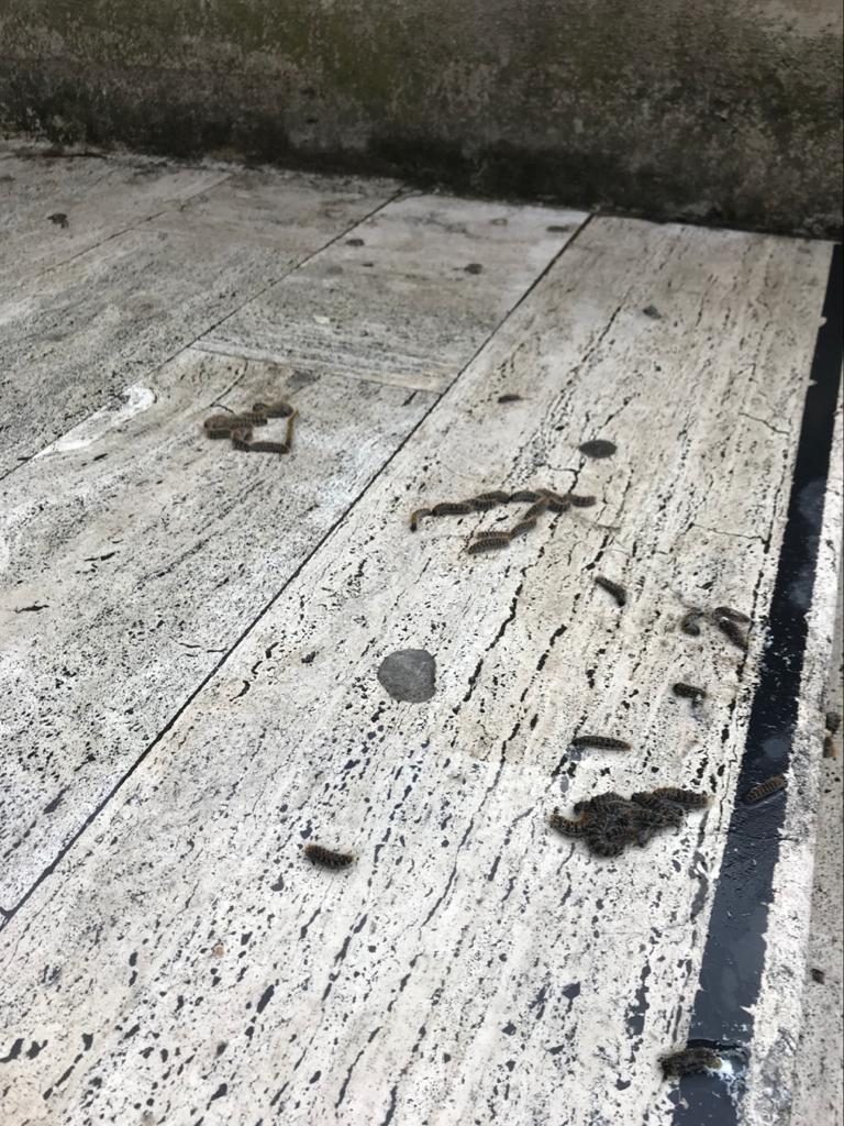 processionaria ospedale riuniti reggio calabria
