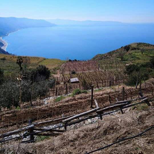 terreni coltivati