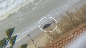 trapani cucciolo delfino