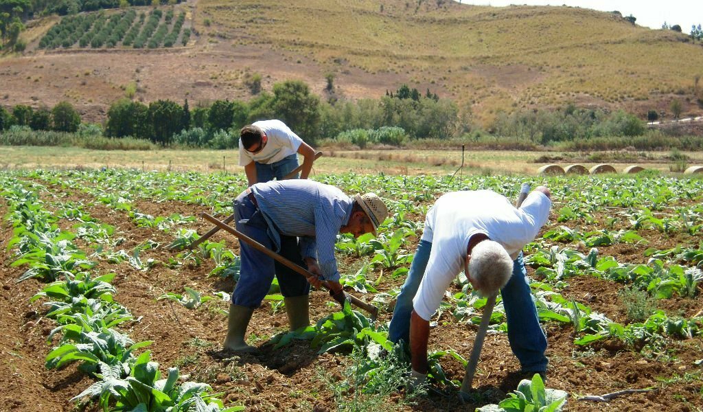 coltivare terra
