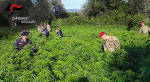 marijuana San Giovanni di Gerace