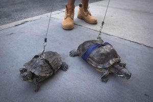 tartaruga passeggio