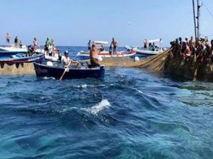 pesca tonno rosso