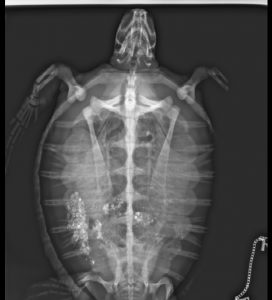 radiografia Tartaruga plastica