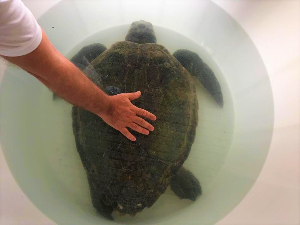 centro primo soccorso tartarughe (1-2)