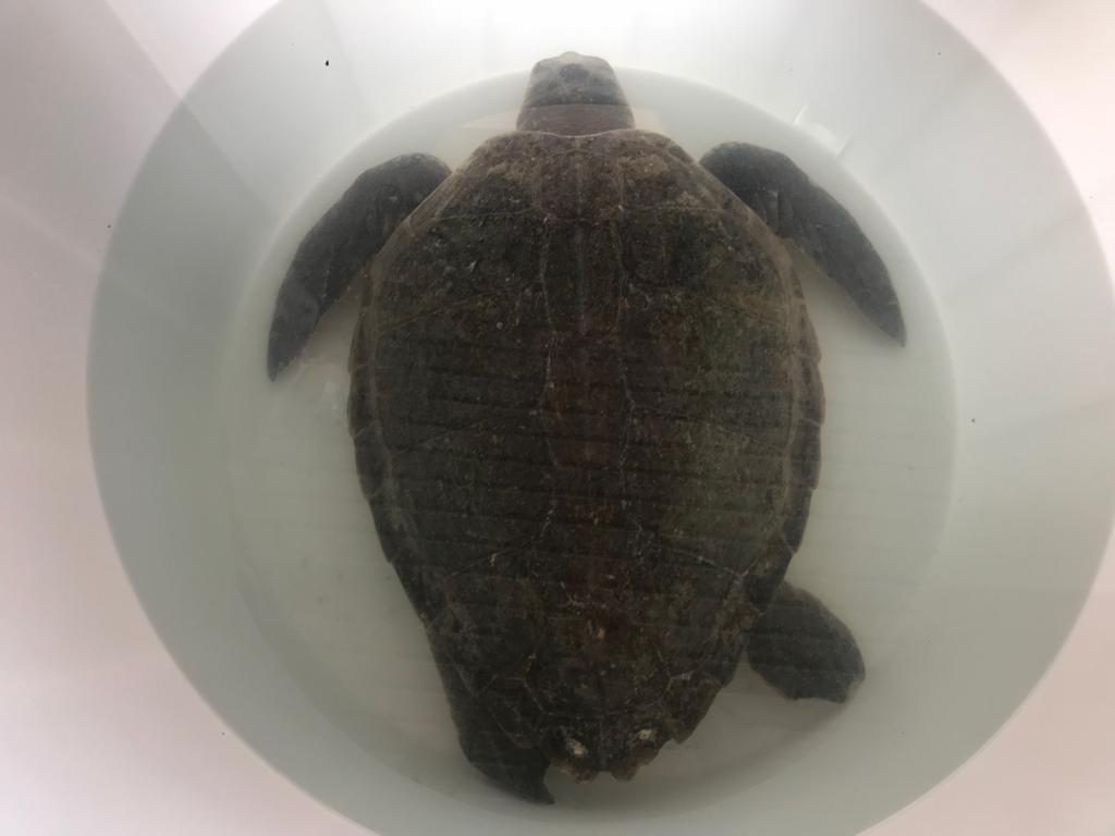 centro primo soccorso tartarughe (3)