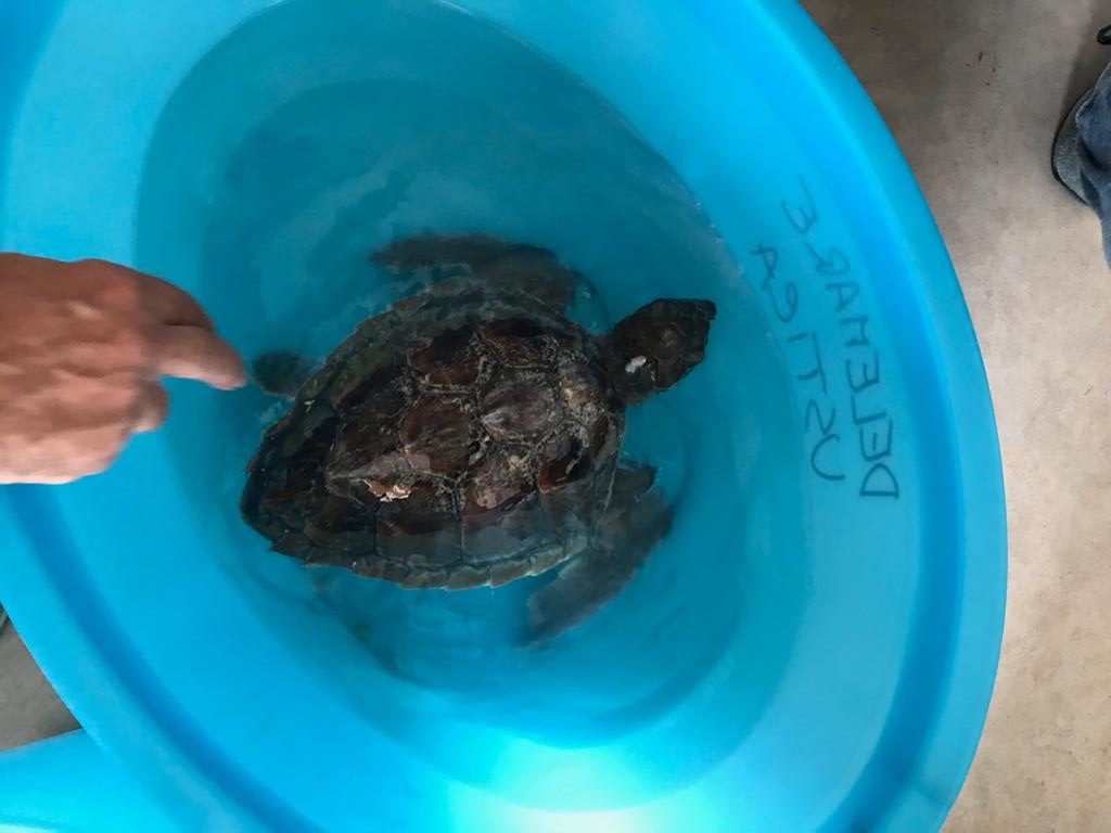 centro primo soccorso tartarughe (4)