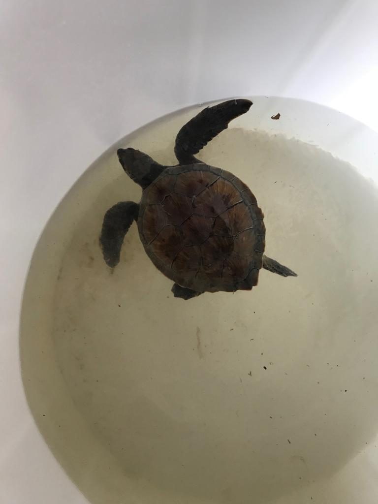 centro primo soccorso tartarughe (5)