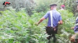 marijuana reggio calabria