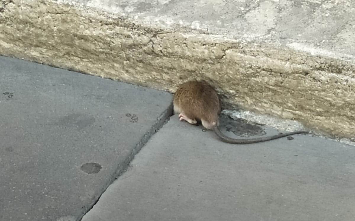 foto di topi di fogna
