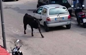 toro pellaro reggio calabria