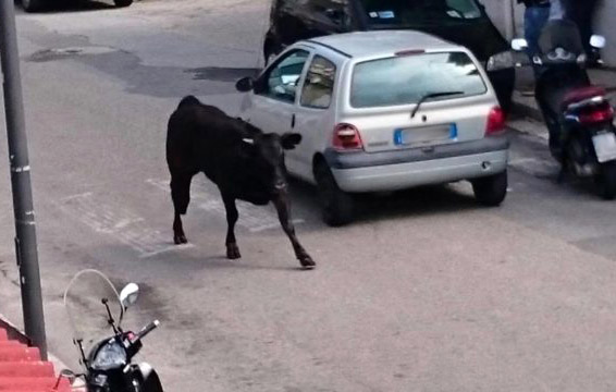 toro pellaro reggio calabria