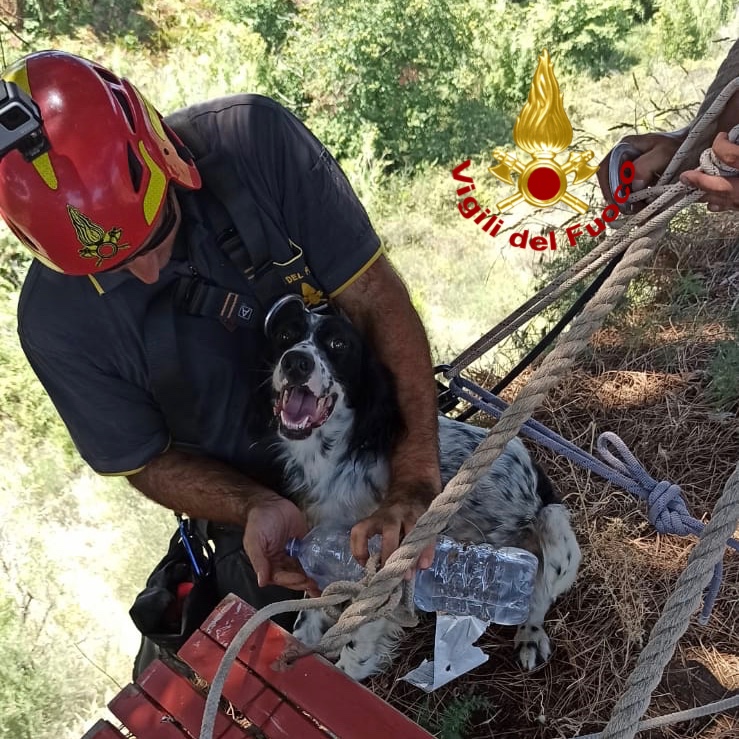 Salvataggio setter Lipari (1)