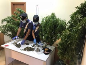 marijuana capo d'orlando