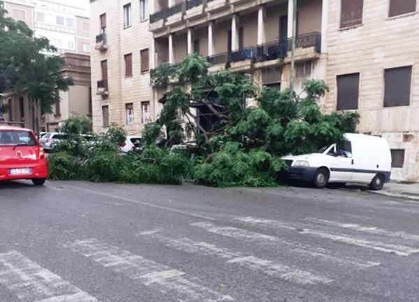 albero caduto reggio calabria