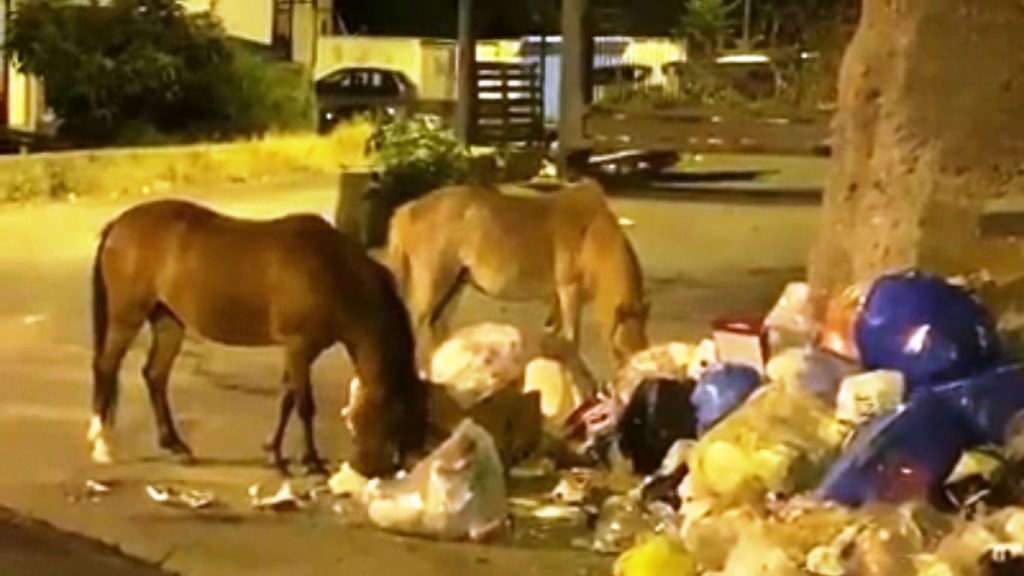 cavalli mangiano rifiuti