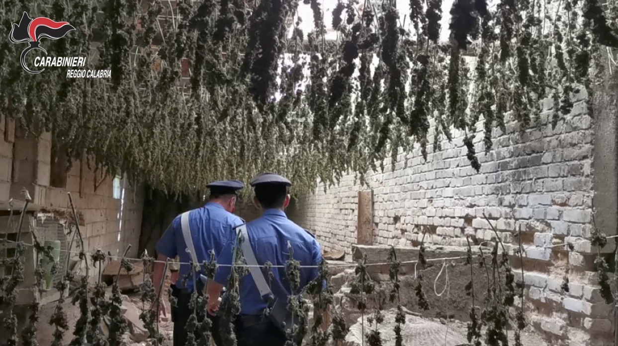 marijuana Taurianova