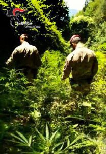 marijuana carabinieri reggio calabria