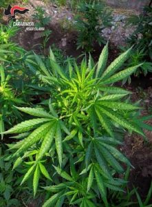 marijuana reggio calabria