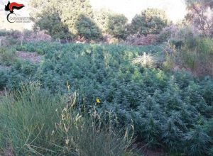 piantagione marijuana carabinieri rc