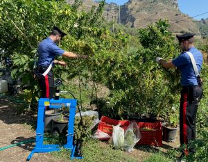 Arresto marijuana messina
