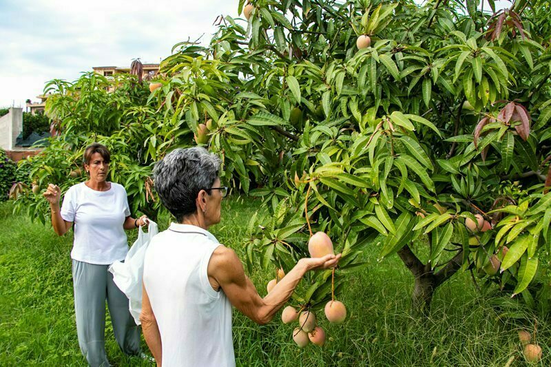 azienda agricola scopelliti