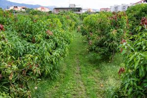 azienda agricola scopelliti