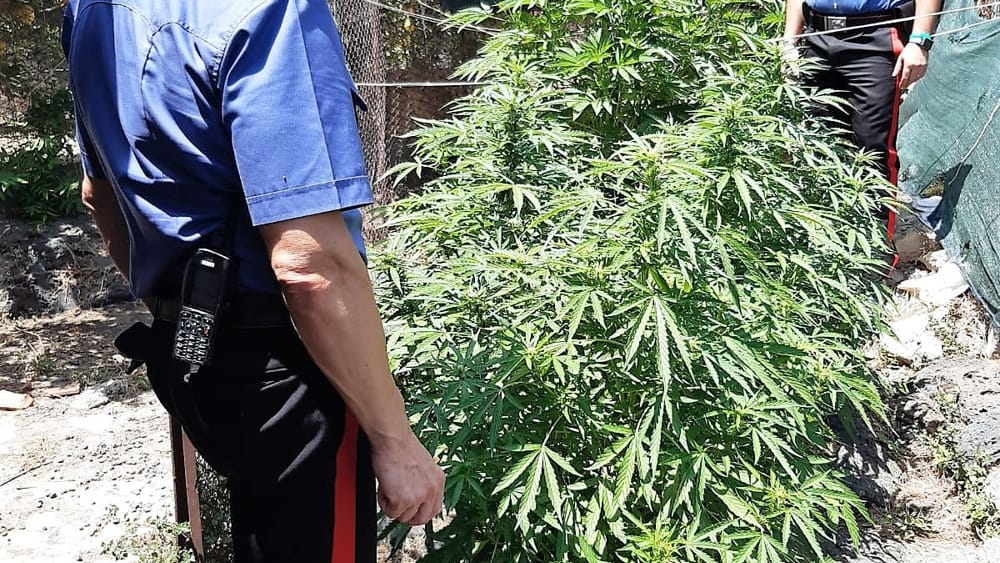 carabinieri arresto marijuana