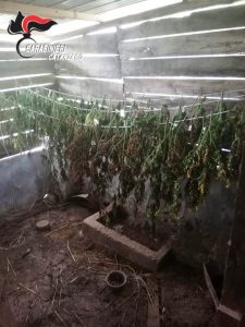 marijuana serrastretta