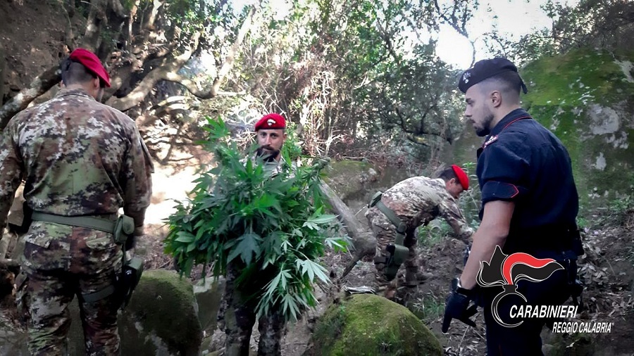 piantagioni marijuana santa venere palazzo