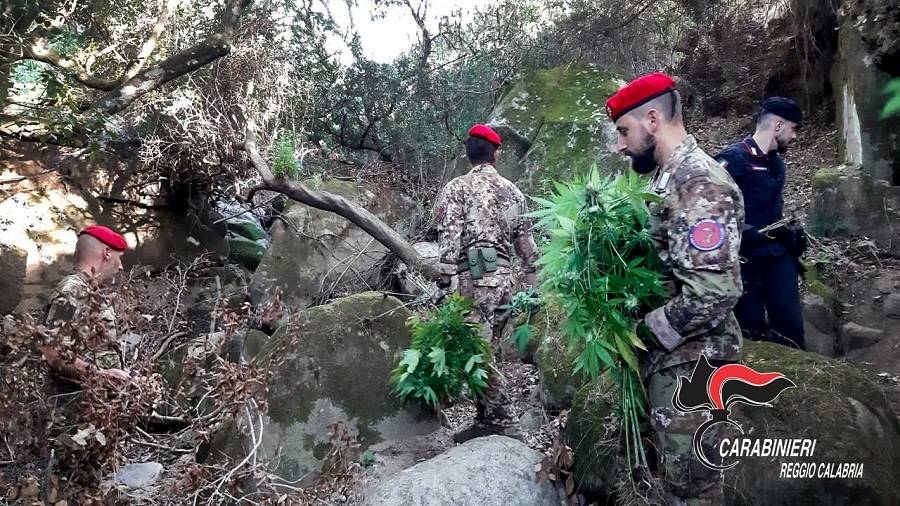 piantagioni marijuana santa venere palazzo