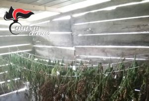serrastretta marijuana