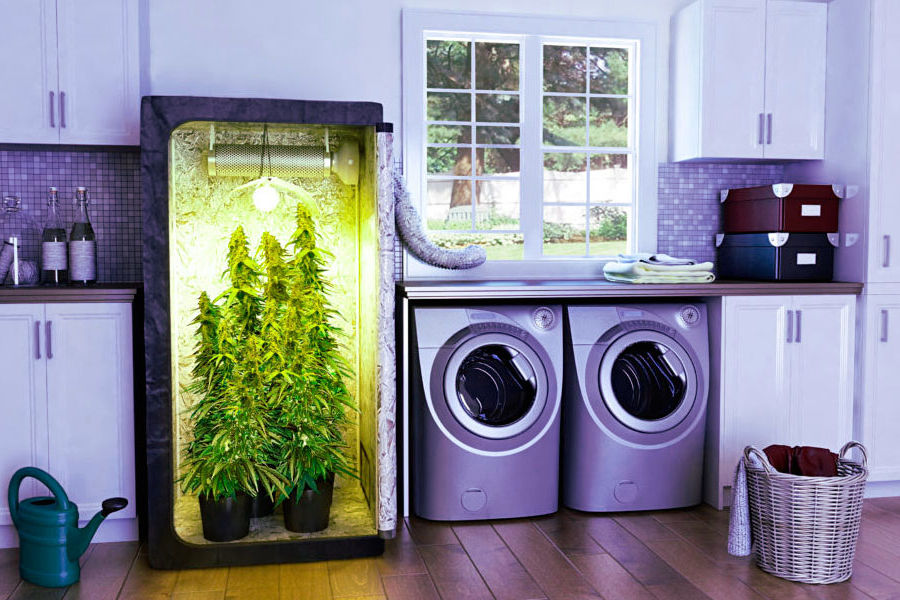 grow box marijuana