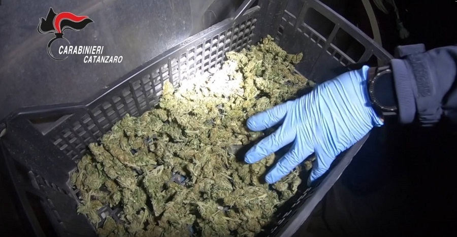 marijuana operazione oro verde (1)