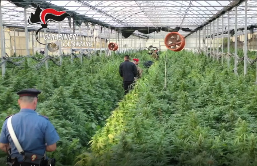 marijuana operazione oro verde