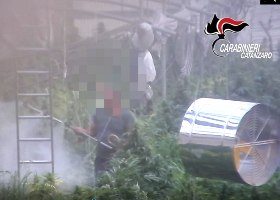 marijuana operazione oro verde