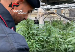 marijuana operazione oro verde