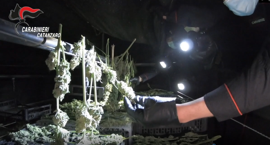 marijuana operazione oro verde
