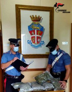 marijuana rosarno
