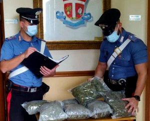 marijuana rosarno