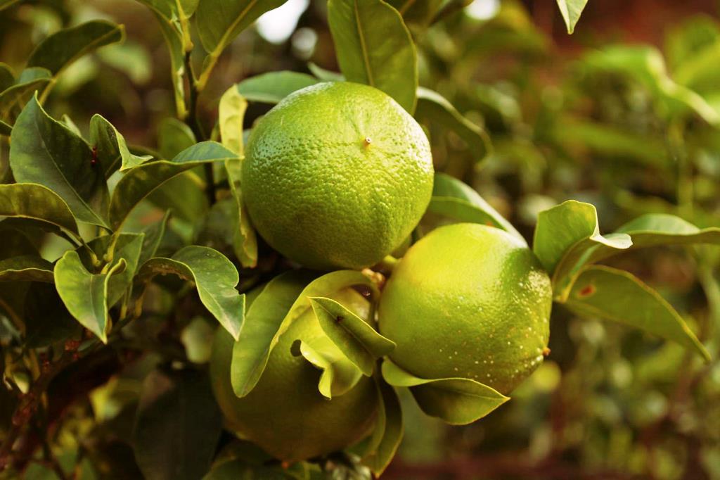 Riparte "Taste Experience Calabria", l'iniziativa che valorizza i prodotti a Km0: ecco le prossime 5 tappe - Vimarsana News
